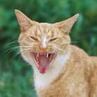 Почему кошки щелкают зубами при виде птиц за окном
