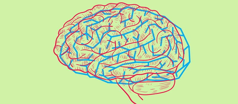 мозг1.jpg