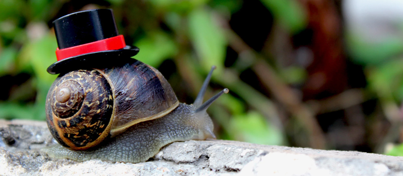 snail.jpg snail.jpg