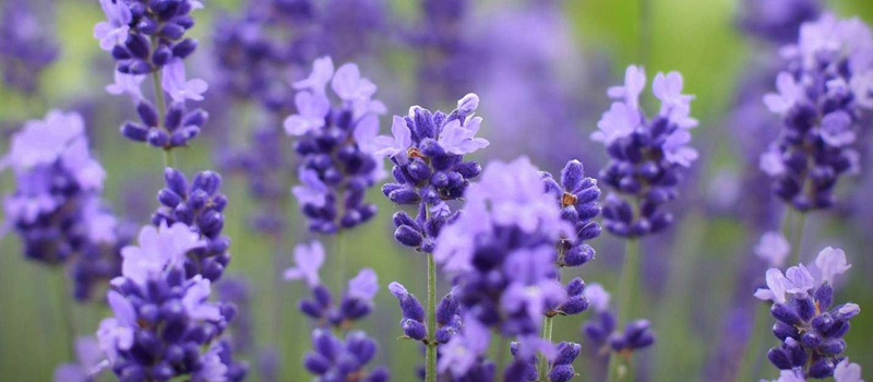 lavender.jpg lavender.jpg