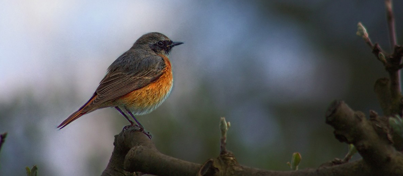 bird.jpg bird.jpg