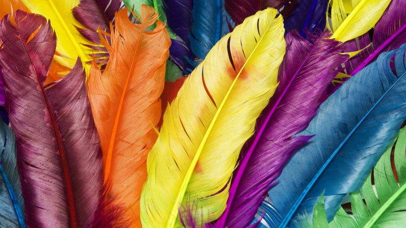 feathers_in_colors-1680x1050 (2).jpg feathers_in_colors-1680x1050 (2).jpg
