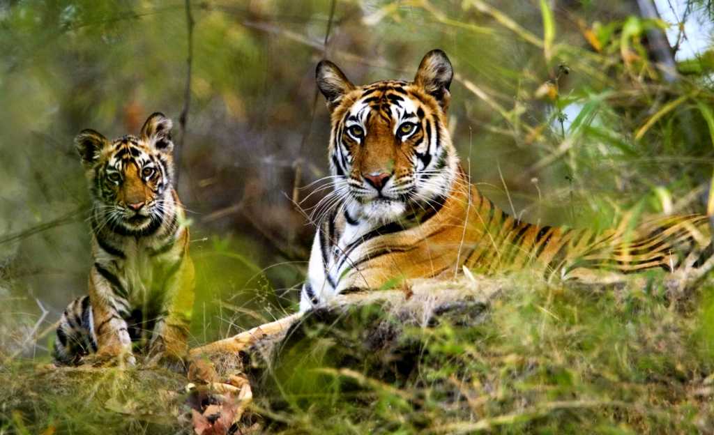 Bandhavgarh-National-Park.jpg