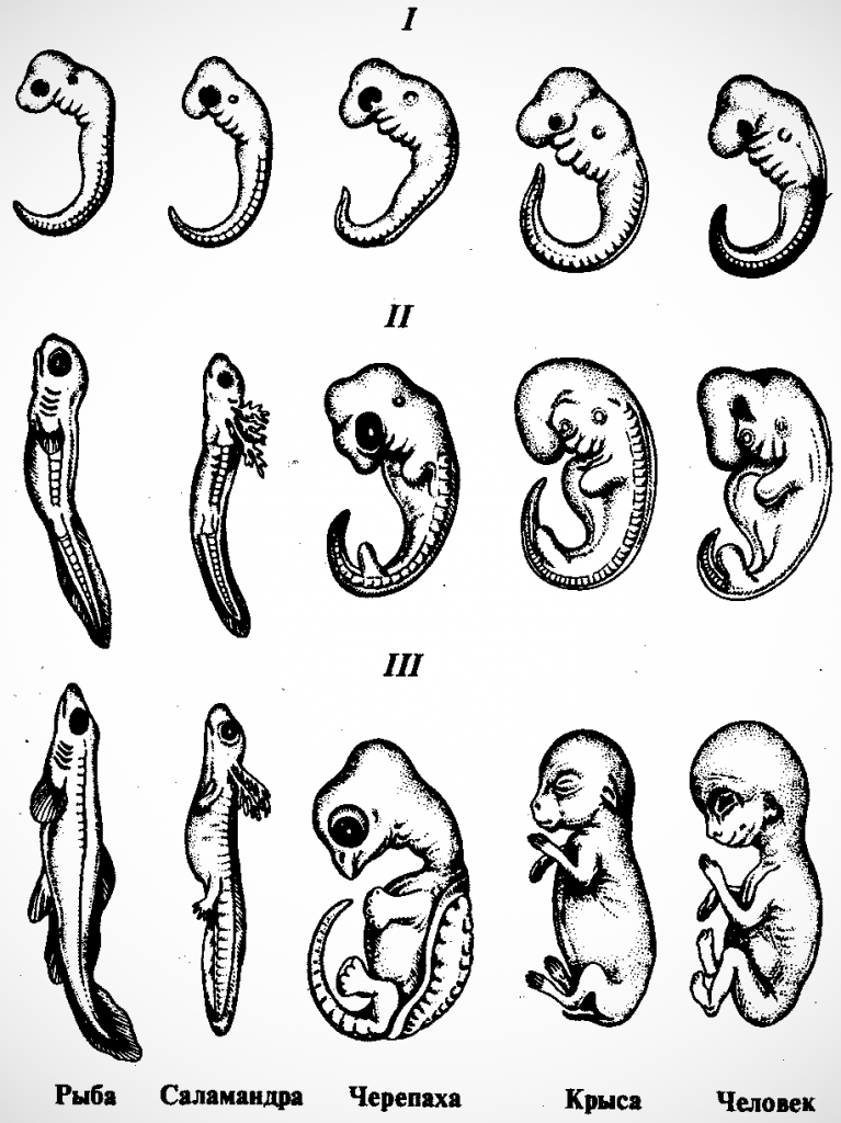Эмбриональное развитие человека в основном. Зародышевое сходство у позвоночных. Эмбриологические доказательства сходства зародышей. Стадии зародышевого развития позвоночного животного. Эмбриональный период развития зародыша.