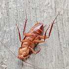 Есть ли польза от тараканов