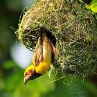 Искусство – привилегия человека?