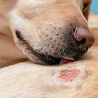 Зачем животные зализывают раны