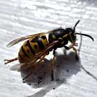 Осы-великаны в Москве, новая работа Бэнкси, идея запретить майонез в шаурме