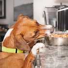 Правильный подход к заведению и воспитанию собаки. Площадки для выгула в Москве