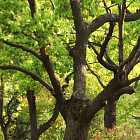 Почему у деревьев появляются годичные кольца