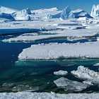 Правда ли что в Антарктиде нет растений