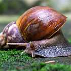 Улитка может проползти по острому лезвию