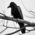 Существует ли белая ворона