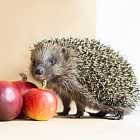 Правда ли что ежи носят яблоки на спине