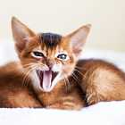 Зачем кошки мяукают