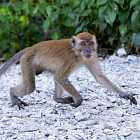 Сериал про черепашек-ниндзя, аниме «Рик и Морти», «Плохая обезьяна»