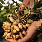 Почему арахис не орех