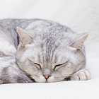 Всемирная выставка кошек, биткоин после победы Трампа и максимальный уровень ставок по ипотеке