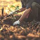 Новые выбросы мазута на Кубани. Рост цен на кофе. Механика компенсационного озеленения