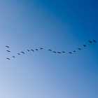 Как перелётные птицы находят дорогу на юг