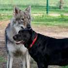 Почему собаки нравятся людям больше чем волки