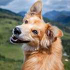 Зоолог о тестах определения интеллекта у животных, языке зверей и многом другом