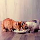 Можно ли кошкам молоко