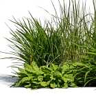 Почему трава зеленая