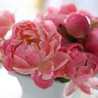 Выставка пионов и ирисов, фестиваль «Дикая мята», концерт в соборе