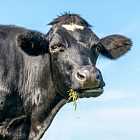 Почему корова постоянно жует