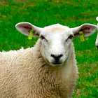 Правда ли, что овца глупая