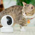 Коты-блогеры, собака на вершине пирамиды Хеопса, фильмы с неожиданной концовкой