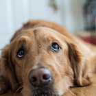 Почему у собаки мокрый нос