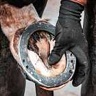 Зачем лошадям подковы