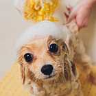 Что такое зообизнес? Рассказывают Артём Васильев и Наталья Моргунова