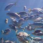 Могут ли рыбы жить без воды