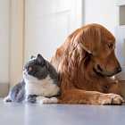 Почему кошки враждуют с собаками