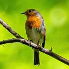 Есть ли у птиц уши