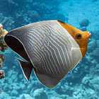 Правда ли, что рыбы молчат