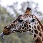 Почему у жирафа синий язык