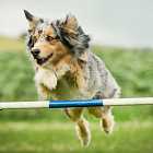 Ярмарка молодого современного искусства blazar, фильм «Планета Джанет», показательные выступления собак