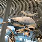 Зачем навралу рог