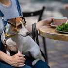 Рестораны догфрендли