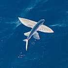 Умеют ли рыбы летать