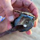 Откуда берется жемчуг