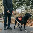 Вячеслав Прохоров о том, как собаки-поводыри помогают незрячим