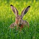 Почему у зайца длинные уши