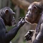 Биолог, натуралист, автор и ведущая проекта «Всё как у зверей» Евгения Тимонова о нонконформизме