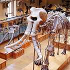 Последние палеонтологические открытия. Жизнь вне Земли