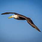 Почему крылья альбатроса сверху черные, а снизу белые